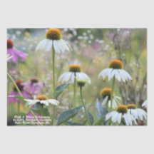Echinacea Rosa e Branco