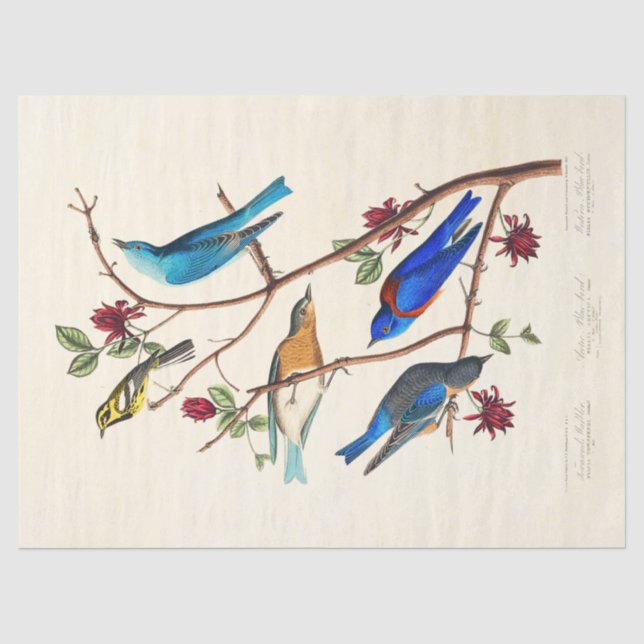Papel de seda efêmero de pássaros Audobon (Frente )