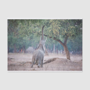 Papel De Seda Elefante chegando à Acácia