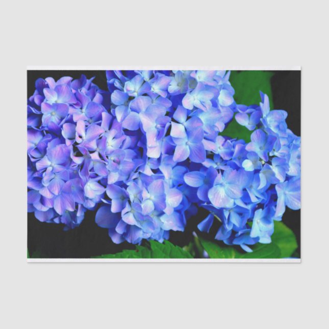Papel De Seda Elegante azul-púrpura magenta hidrangea floral (Frente )