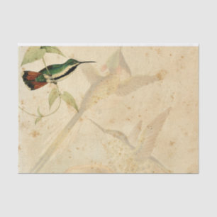 Papel De Seda Elegante Hummingbird