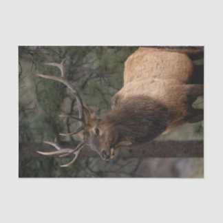 Papel De Seda Elk