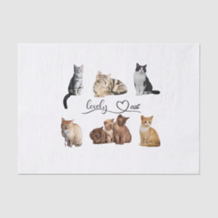 Papel De Seda Embalagem de gatos, Encapsulamento de gatos engraç