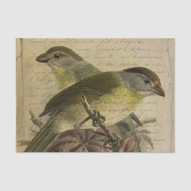 Papel De Seda Ephemera Birds e Script (Frente )
