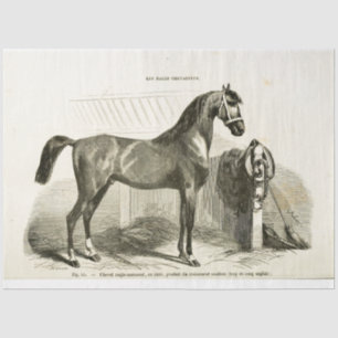 Papel De Seda Equinos Ephemera Decoupage Vintage Francês Estável