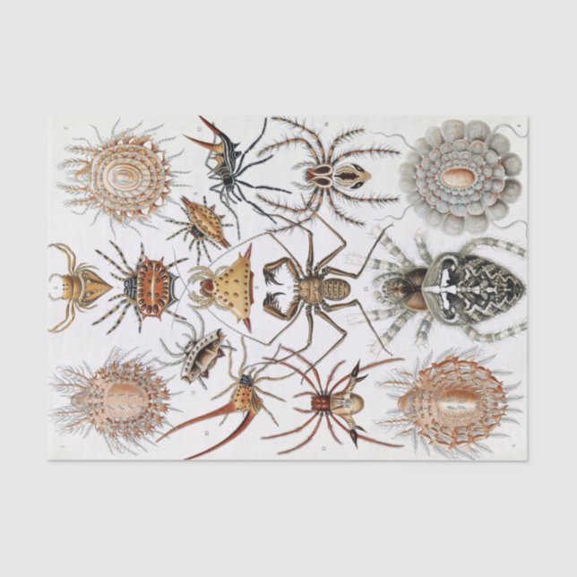 Papel De Seda Ernst Haeckel Arachnida Spiders Poster (Frente )