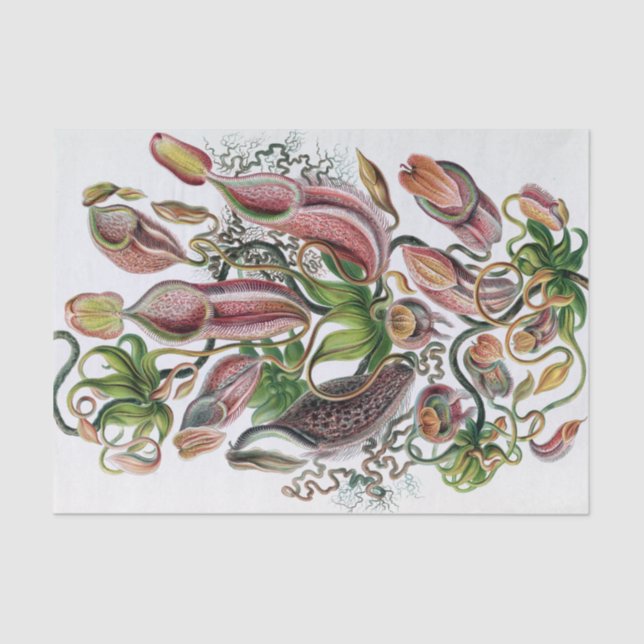Papel De Seda Ernst Haeckel Kunstformen der Nature Nepenthaceae  (Frente )