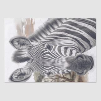 Papel De Seda Esboço do Lápis Zebra Africano