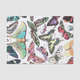Papel De Seda Espécies de Butterflys Moth Chart Decoupage