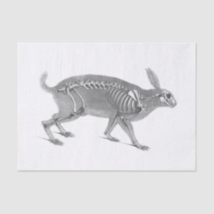 Papel De Seda Esqueleto de coelho assustador