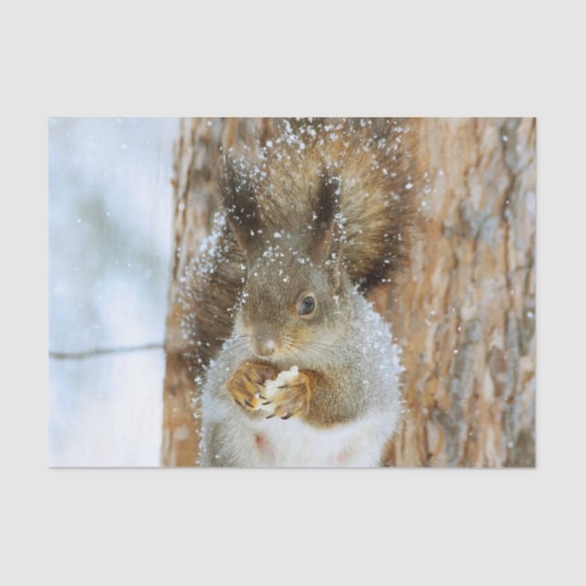 Papel De Seda Esquilo bonito numa paisagem de inverno (Frente )