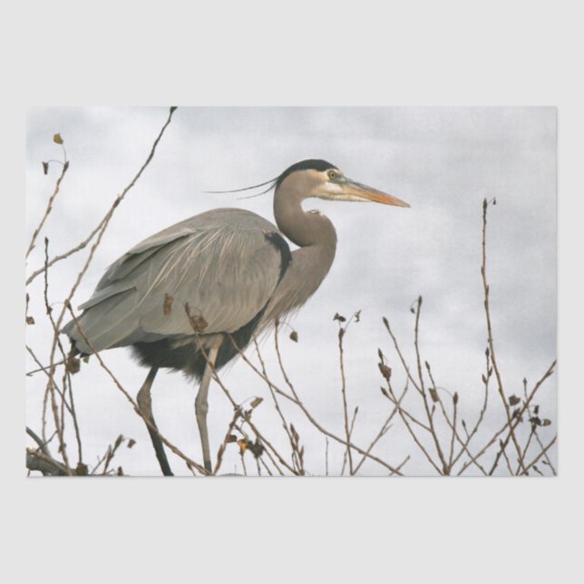 Papel De Seda Excelente Azul Heron Bird Wildlife Tissue Paper (Frente )