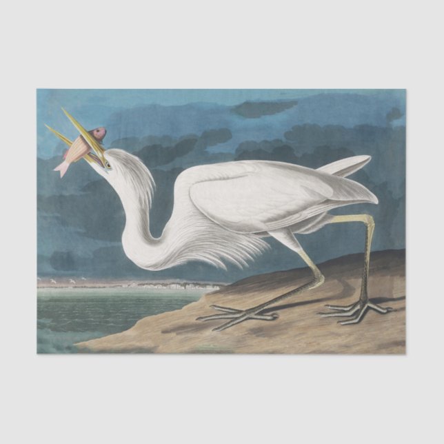 Papel De Seda Excelente White Heron Audubon Bird Willife Paintin (Frente )