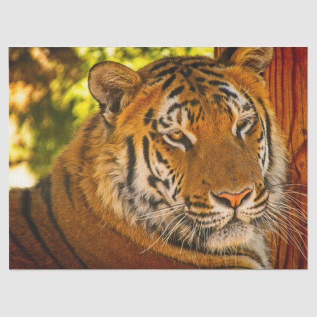 Papel De Seda Face Majestosa (Frente )