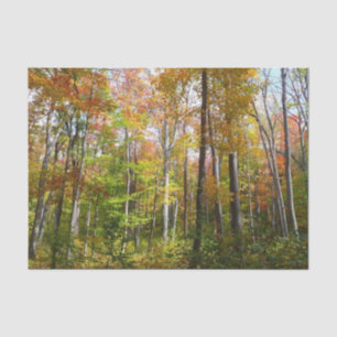 Papel De Seda Fall Forest I Autumn Landscape Photoshop