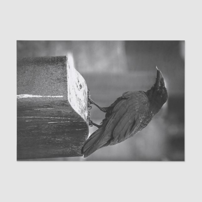 Papel De Seda Falln encontrou uma pena (Frente )