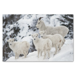 Papel De Seda Família feliz dos carneiros