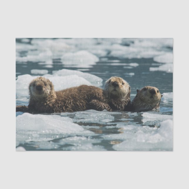 Papel De Seda Família Sea Otter (Frente )