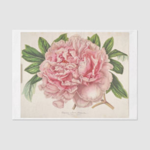 Papel De Seda Febre Floral Francesa Decoupage Pink Peony