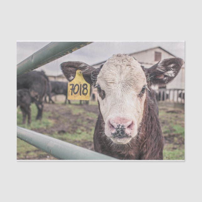 Papel De Seda Fechamento da Vaca, Parte 1 (Frente )