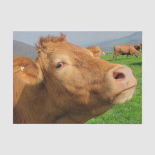 Papel De Seda Fechamento Da Vaca, Parte 4: Edição De Olhos Lados
