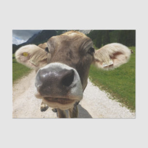 Papel De Seda Fechamento Da Vaca, Parte 6: A Curiosa Edição Da V