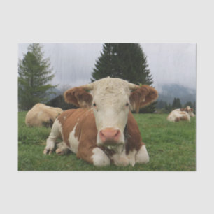 Papel De Seda Fechamento de Vaca, Parte 5: Agora, Esta é a Vida!