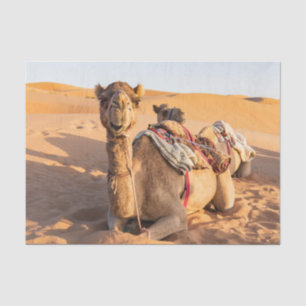 Papel De Seda Fechamento do camelo engraçado no deserto de Oman