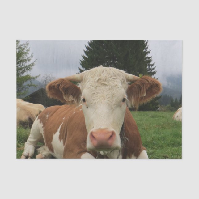 Papel De Seda Fechar uma vaca marrom e branca em repouso (Frente )