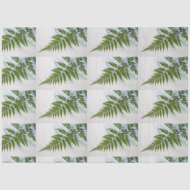 Papel De Seda Fern frond com espaço de texto (Frente )