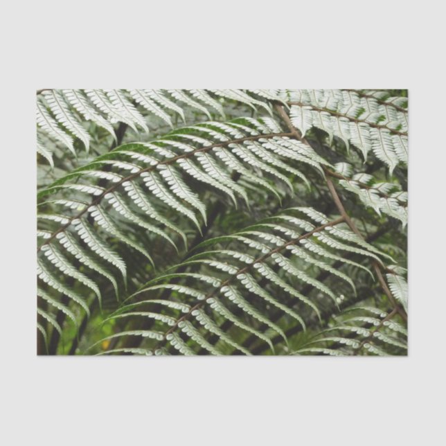 Papel De Seda Fern Fronds II Dark Green Nature (Frente )