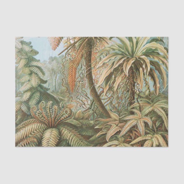 Papel De Seda Ferns, Filicinae Laubfarne por Ernst Haeckel (Frente )