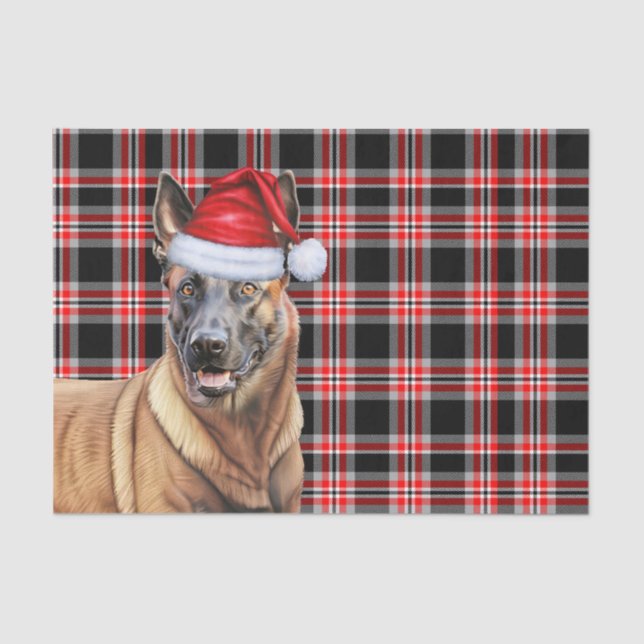Papel De Seda Festivo Xadrez Vermelha Belga Malinois Natal (Frente )
