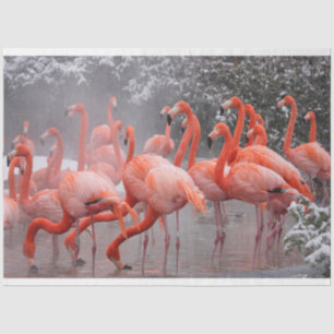 Papel De Seda Flamingoes no Tecido da Presente de Neve