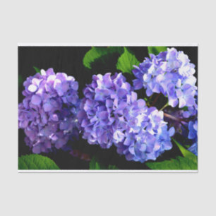 Papel De Seda Flor azul roxa-brava-brava
