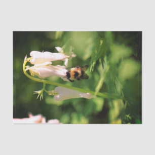 Papel De Seda Flor Columbina Branca E Descamação De Abelhas