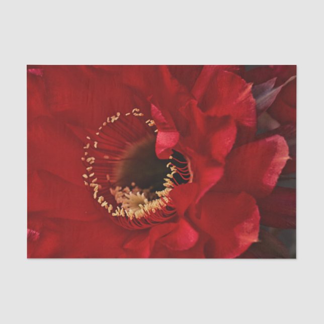 Papel De Seda Flor de Cactus Firelight (Frente )