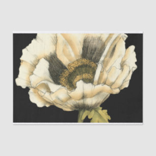 Papel De Seda Flor de Creme no Fundo Preto