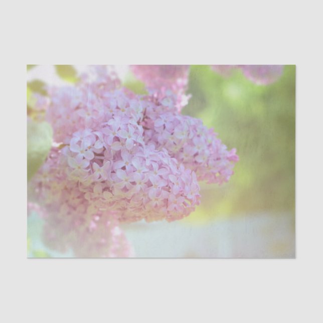 Papel De Seda Flor de Lilás Roxo Claro Belo País (Frente )