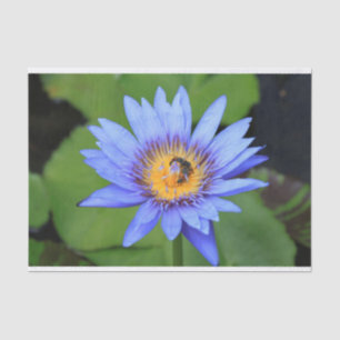 Papel De Seda Flor de lótus