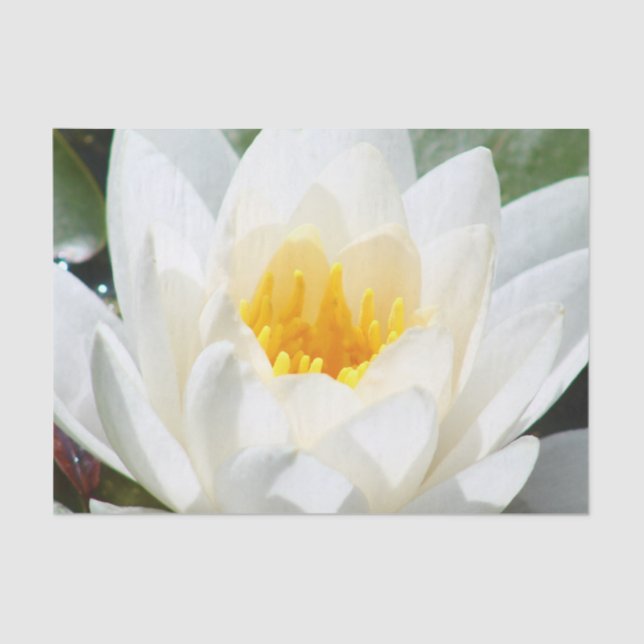 Papel De Seda Flor de Lotus (Frente )