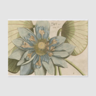 Papel De Seda Flor de Lotus Azul no Fundo do Tom com Escrevendo