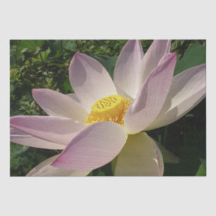 Papel De Seda Flor de Lotus Rosa III Verão Floral