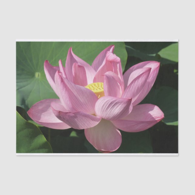 Papel De Seda Flor de Lotus Rosa IV (Frente )