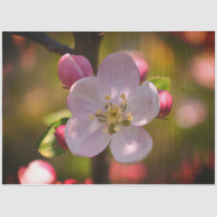 Papel De Seda Flor de Maçã
