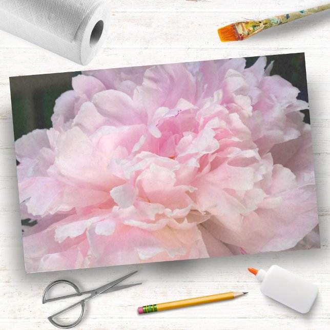 Papel De Seda Flor de Peônia Rosa (Criador carregado)