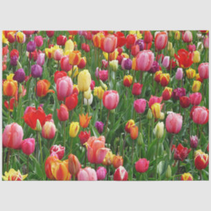 Papel De Seda Flor de Tulip