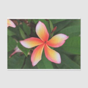 Papel De Seda Flor Frangipani