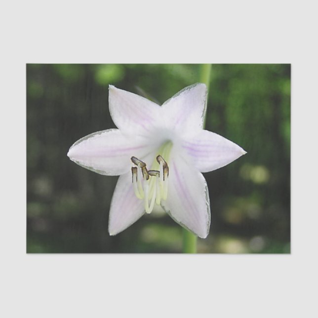 Papel De Seda Flor Hosta Branco (Frente )