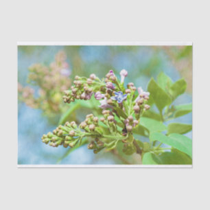 Papel De Seda Flor Lilac - Primus Inter Pares